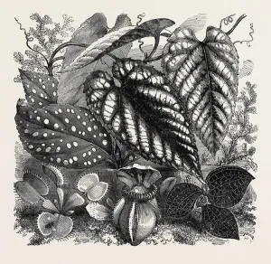 Engraved Flower Art Prints: Source Size = 2611 x 2491
