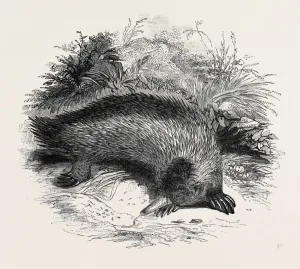 Retro Styled Wildlife Art Prints: Source Size = 2826 x 2312