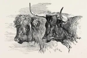 Retro Styled Animal Art Prints: Source Size = 3733 x 2461