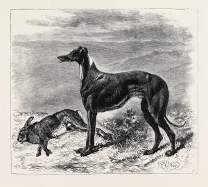Greyhound Racing History Prints: Source Size = 3750 x 3306