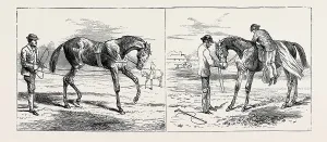 Horse Training Techniques Prints: Source Size = 3752 x 1607