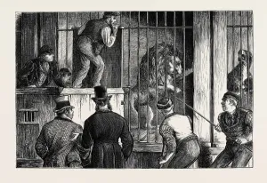 Victorian Era Animal Artwork Prints: Source Size = 3763 x 2507