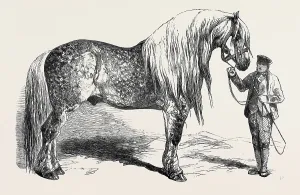 Retro Styled Animal Illustration Prints: Source Size = 3840 x 2447