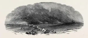 Engraved Vintage Illustrations Prints: Source Size = 3876 x 1644