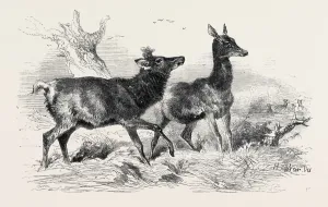 Retro Styled Wildlife Art Prints: Source Size = 3922 x 2431