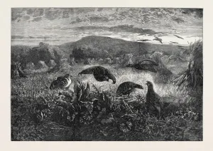 Victorian Bird Art Prints: Source Size = 5652 x 3921