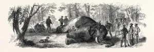 Vintage Elephant Pictures Prints: Source Size = 5809 x 1960