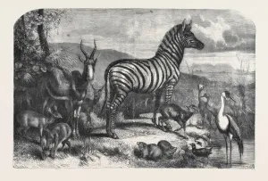 Retro Styled Animal Illustrations Prints: Source Size = 5973 x 3973
