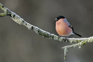 Images Dated 16th December 2007: Eurasian Bullfinch male perched on branch Netherlands, Pyrrhula pyrrhula