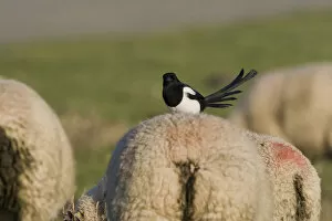 Images Dated 22nd December 2007: Eurasian Magpie on sheep, Pica pica, Netherlands