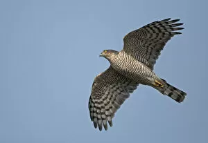 Images Dated 24th September 2006: Eurasian Sparrowhawk, Accipiter nisus, Finland