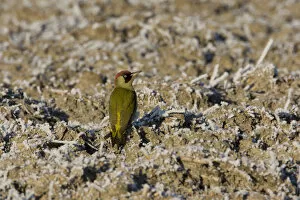 Images Dated 22nd December 2007: European Green Woodpecker on a bare field, Picus viridis, Netherlands
