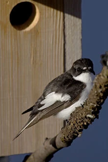 Images Dated 26th May 2005: European Pied Flycatcher male perched at nest box Italy, Ficedula hypoleuca