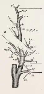 external carotid artery; natural size, modified from quain, medical equipment, surgical external carotid artery; natural size, modified from quain, medical equipment, surgical