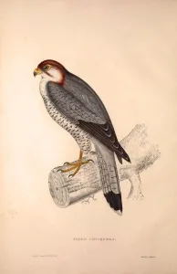 Falco Chicquera, Red-necked Falcon or Red-headed Merlin Falco Chicquera, Red-necked Falcon or Red-headed Merlin