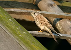 Images Dated 2nd September 2004: Female Common Kestrel perched, Falco tinnunculus