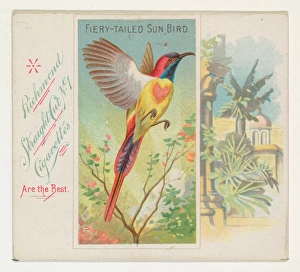 Fiery-Tailed Sun Bird Birds Tropics series N38 Fiery-Tailed Sun Bird Birds Tropics series N38