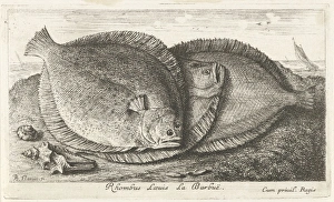 Three fishes on the beach, brill, Scophthalmus rhombus, a species of flatfish in Three fishes on the beach, brill, Scophthalmus rhombus, a species of flatfish in