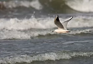 Images Dated 18th March 2006: Flying Slender-billed Gull, Chroicocephalus genei