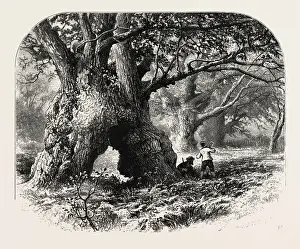British Landscape Artwork Prints: THE FOREST SCENERY OF GREAT BRITAIN: Oaks in Needwood Forest, UK, britain, british