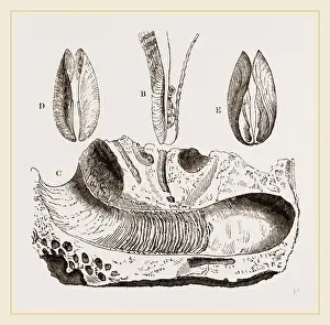 Natural History Museum Exhibits Prints: Gastrochaena