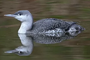 Images Dated 31st December 2007: Gavia stellata, Red-throated Loon winter plumage swimming Netherlands