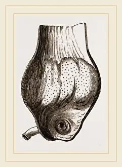 Bird Anatomy Prints: Gizzard of Gannet