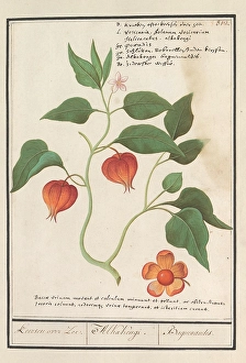 Gold berry Physalis peruviana Keersen Zee Alkakengi Gold berry Physalis peruviana Keersen Zee Alkakengi