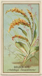 Golden Rod Solidago Canadensis Flowers series Golden Rod Solidago Canadensis Flowers series