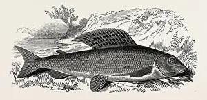 The Grayling Print by Librifly
