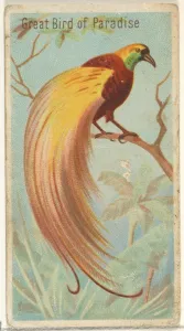 Great Bird Paradise Birds Tropics series N5 Allen & Ginter Cigarettes Brands Great Bird Paradise Birds Tropics series N5 Allen & Ginter Cigarettes Brands
