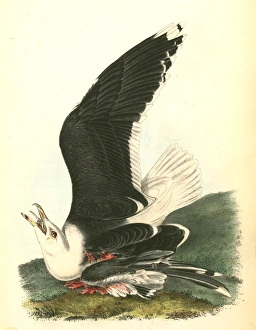 Great Black-backed Gull . Male., Audubon, John James, 1785-1851 Great Black-backed Gull . Male., Audubon, John James, 1785-1851