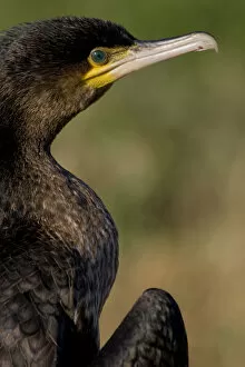 Images Dated 27th November 2007: Great Cormorant close up, Phalacrocorax carbo, Italy