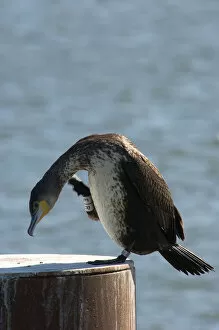 Images Dated 17th September 2005: Great Cormorant with ring standing on pole Netherlands, Phalacrocorax carbo