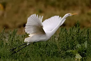 Images Dated 23rd December 2006: Great Egret in flight, Ardea alba, Italy