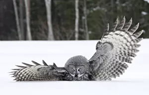 Images Dated 7th March 2005: Great Grey Owl adult hunting, Strix nebulosa