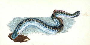 Great, or Sea Lamprey, Petromyzon marinus, British fishes, Donovan, E Great, or Sea Lamprey, Petromyzon marinus, British fishes, Donovan, E