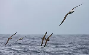 Images Dated 29th March 2006: Great Shearwater flying with Atlantic Yellow-nosed Albatross, Thalassarche chlororhynchos