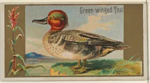 Green-winged Teal Game Birds series N13 Allen & Ginter Cigarettes Brands Green-winged Teal Game Birds series N13 Allen & Ginter Cigarettes Brands