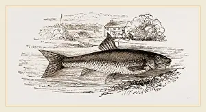 Gudgeon Fish Prints: Gudgeon