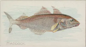 Haddock Fish American Waters series N8 Allen & Ginter Cigarettes Brands Haddock Fish American Waters series N8 Allen & Ginter Cigarettes Brands