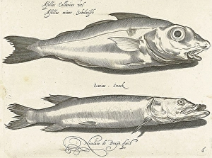 Haddock and pike, Nicolaes de Bruyn, 1581 - 1656 Haddock and pike, Nicolaes de Bruyn, 1581 - 1656