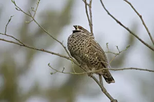 Images Dated 26th May 2005: Hazel Grouse male perched in tree, Tetrastes bonasia