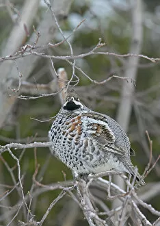 Images Dated 17th March 2004: Hazel Grouse in winter, Tetrastes bonasia, Finland
