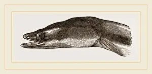 Natural History Museum Specimens Prints: Head of Eel