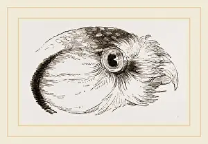 Nature Photography Gallery Prints: Head of Hawk Owl