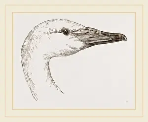 Biology Illustrations Prints: Head of Hooper