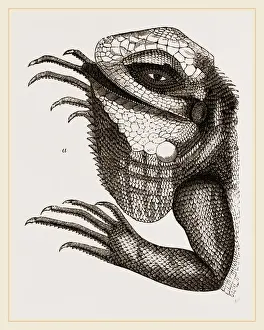Natural History Museum Collection Prints: Head of Iguana