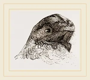 Natural History Museum Collection Prints: Head of Night jar