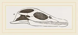 Natural History Museum Exhibits Prints: Head of Plesiosaurus